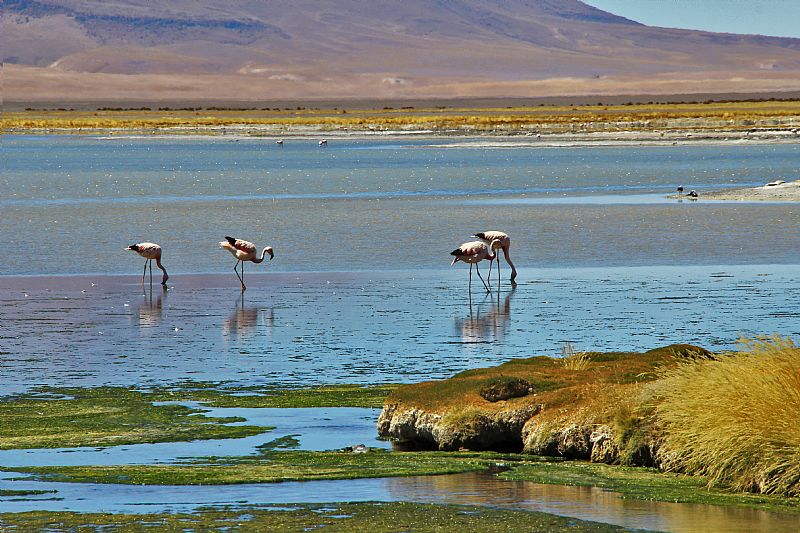 2434-reserva-nacional-los-flamencos-2-
